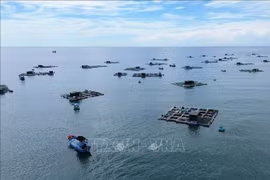 Modelo de cultivo de mariscos en jaulas en Ninh Thuan. (Foto: VNA)
