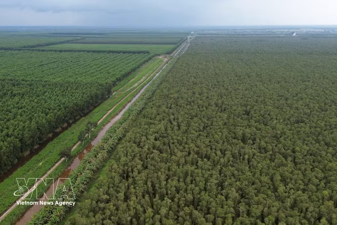 El Parque Nacional U Minh Ha (Fuente: VNA)