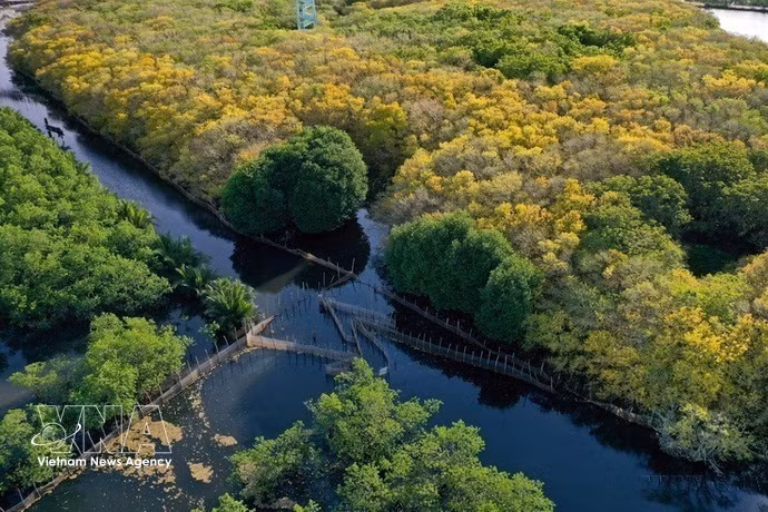 El manglar Ru Cha. (Fuente: VNA)