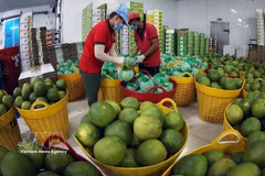 Tras ser lavados, los pomelos de piel verde se secan para su exportación en la fábrica del Grupo Vina T&T en la provincia de Vinh Long (Foto: VNA) 