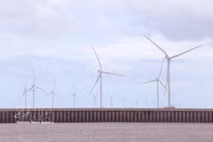 Ca Mau se centra en el desarrollo de energías renovables, aprovechando la ventaja de su costa de más de 310 km. (Foto: VNA)