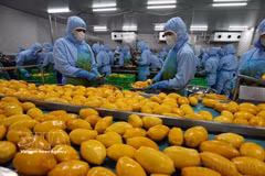 Procesamiento de productos agrícolas para la exportación por la empresa B'LaoFood. (Foto: VNA)