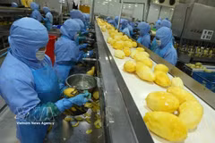 Línea de procesamiento de mangos congelados para exportación en la fábrica de la empresa de frutas y alimeneos An Giang, en la provincia de An Giang. (Foto: VNA)