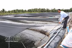 Criadero de alevines de tilapia de la empresa Cuu Long en la comuna de Vinh Kim, provincia de Vinh Long. (Foto: VNA)