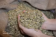 El café robusta de Vietnam (Foto: VNA)