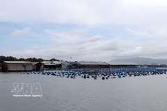Las granjas de mariscos del río Rang (comuna de Long Son) se han modernizado y beneficiado enormemente de la transformación digital, utilizando la tecnología en la producción y la venta en línea. (Foto: VNA)