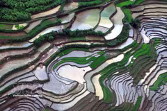 Son La: Los arrozales en terrazas de Muong La durante la temporada de vertido de agua