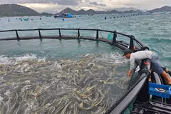 El proyecto piloto de acuicultura en alta mar de alta tecnología en la provincia de Khanh Hoa. (Fuente: baochinhphu.vn)
