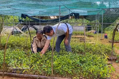 Los miembros de la Cooperativa de Hierbas Medicinales de Anh Duong (comuna de Tay Giang) cuidan las plántulas de hierbas medicinales. (Foto: VNA)