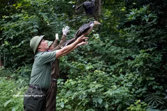 La liberación de los animales silvestres (Foto: VNA)