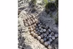 Los huevos encontrados en la isla de Hon Cau (Foto: VNA)
