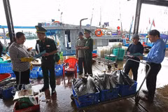 La guardia fronteriza, en coordinación con otras fuerzas operativas, organiza una campaña de sensibilización dirigida a los pescadores del puerto de Hon Ro, en el distrito de Nam Nha Trang, provincia de Khanh Hoa. (Foto: VNA)