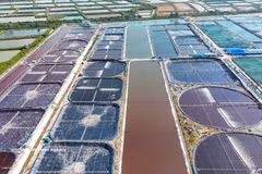 Zona de cultivo intensivo de camarones de la empresa Marisco Limpio de Vietnam (Foto: VNA)