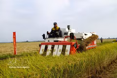 Promueven del cultivo de arroz de bajas emisiones vinculado al crecimiento verde en el Delta de Mekong (Foto: VNA)