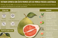 Vietnam exporta con éxito primer lote de pomelo fresco a australia