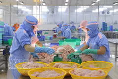Procesamiento de productos acuícolas para la exportación en la provincia de An Giang. (Foto: VNA)