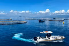 Zona de cultivo de lubina de alta tecnología en aguas profundas de la empresa Australis Vietnam Fisheries en la bahía de Van Phong, provincia de Khanh Hoa. (Foto: nhandan.vn)