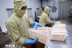Empaque de camarones procesados para su exportación a Japón. (Foto: VNA) 