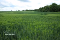 Un campo de trigo verde en Meserburg, Sajonia-Anhalt (Alemania). (Foto: VNA)