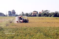 Cosecha de arroz en la comuna de Xuan Giang, provincia de Ninh Binh. (Foto: VNA)