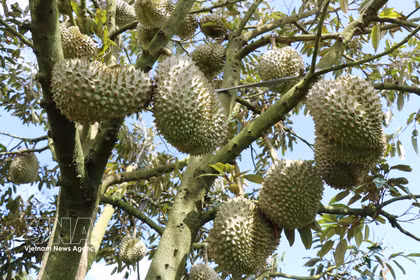 La calidad de los durianes de Lam Dong mejora constantemente gracias a la estandarización de los procesos de producción, los controles de seguridad alimentaria y la trazabilidad. (Foto: VNA)