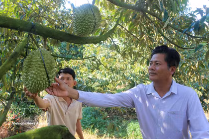 Agricultores visitan el jardín de durián fuera de temporada de Cao Chi Dai, residente de la comuna de Vinh Hanh, provincia de An Giang.