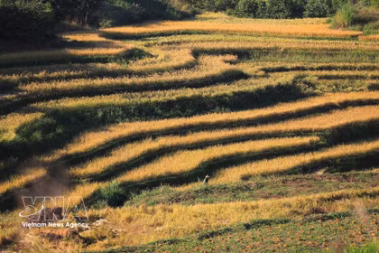 Los arrozales en terrazas de Mien Doi, que se extienden por las laderas de la comuna de Thuoc Coc, crean una escena pintoresca de abundante cosecha. (Fuente: VNA)