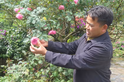Do Phu Chinh, residente del barrio de Sa Pa, en la provincia norteña de Lao Cai, ha domesticado y propagado cerca de 100 variedades diferentes de rosas antiguas. (Fuente: VNA)