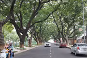 Buon Ma Thuot: una ciudad bajo la sombra de árboles centenarios