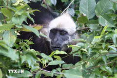 El Langur de Cat Ba (Trachypithecus poliocephalus) es una especie de primate muy rara que solo habita en los bosques húmedos tropicales de la isla de Cat Ba. (Foto: VNA)