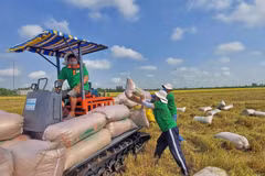 Arroz verde y de baja emisión: La travesía hacia la ecologización del sector arrocero de Vietnam