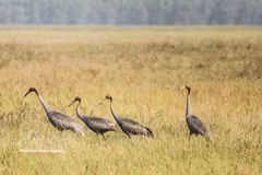Vietnam restaura hábitat natural para conservar el grulla de cabeza roja. (Foto: VNA)