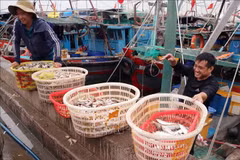 En el puerto pesquero de Ngoc Hai, en el barrio de Do Son, los pescadores muestran un cambio notable en su mentalidad. (Foto: VNA)
