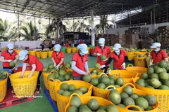 Clasifican pomelos para exportación. (Foto: VNA)