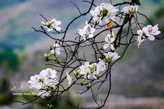 La belleza pura y delicada de la flor de ban. Foto: VNA