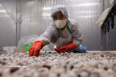 Procesamiento de almejas para la exportación en la planta de la Compañía de Importación y Exportación de Productos Acuáticos de Thanh Hoa, en la provincia homónima. (Foto: VNA)