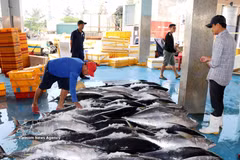 Clasificación de los productos antes de su transporte para el consumo. (Foto: VNA)
