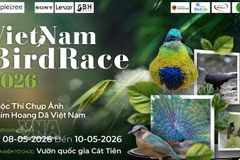 Concurso Vietnam BirdRace 2026 atraerá a cientos de fotógrafos de todo el mundo 