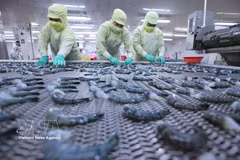 Exportaciones de productos del mar de Vietnam crecen un 8% en el primer trimestre. (Foto: VNA)