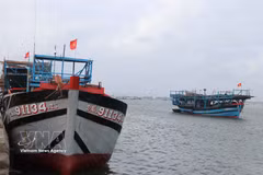 La ciudad de Da Nang acelera la reestructuración de su flota pesquera (Foto: VNA)