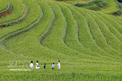 Las terrazas de arroz en Mu Cang Chai, uno de los puntos turísticos atractivos en la región del Noroeste. (Foto: VNA)