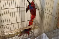 Individuos de loro rojo incautados en el caso (Foto: VNA)