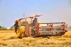 Agricultores de Ca Mau en la cosecha de invierno-primevera (Foto: VNA)