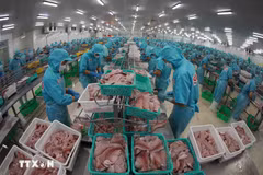 Elaboración de pescado Tra (pangasius) para la exportación. (VNA)
