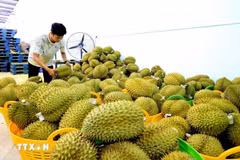 Durían vietnamita para exportación. (Foto: VNA)