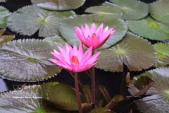 Los nenúfares lucen sus delicadas flores púrpuras sobre el río. (Foto: VNA)