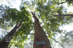 Vietnam impulsa la economía forestal sostenible como motor de prosperidad local. Foto ilustrativa: VNA