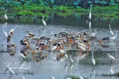 Bandadas de garzas blancas y cigüeñas de cuello lanudo (especie rara incluida en el Libro Rojo de Vietnam) buscan alimento en los humedales del Parque Nacional Tram Chim. (Foto: VNA)
