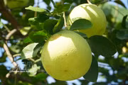Pomelo Thanh Tra entra en su temporada alta de cosecha 