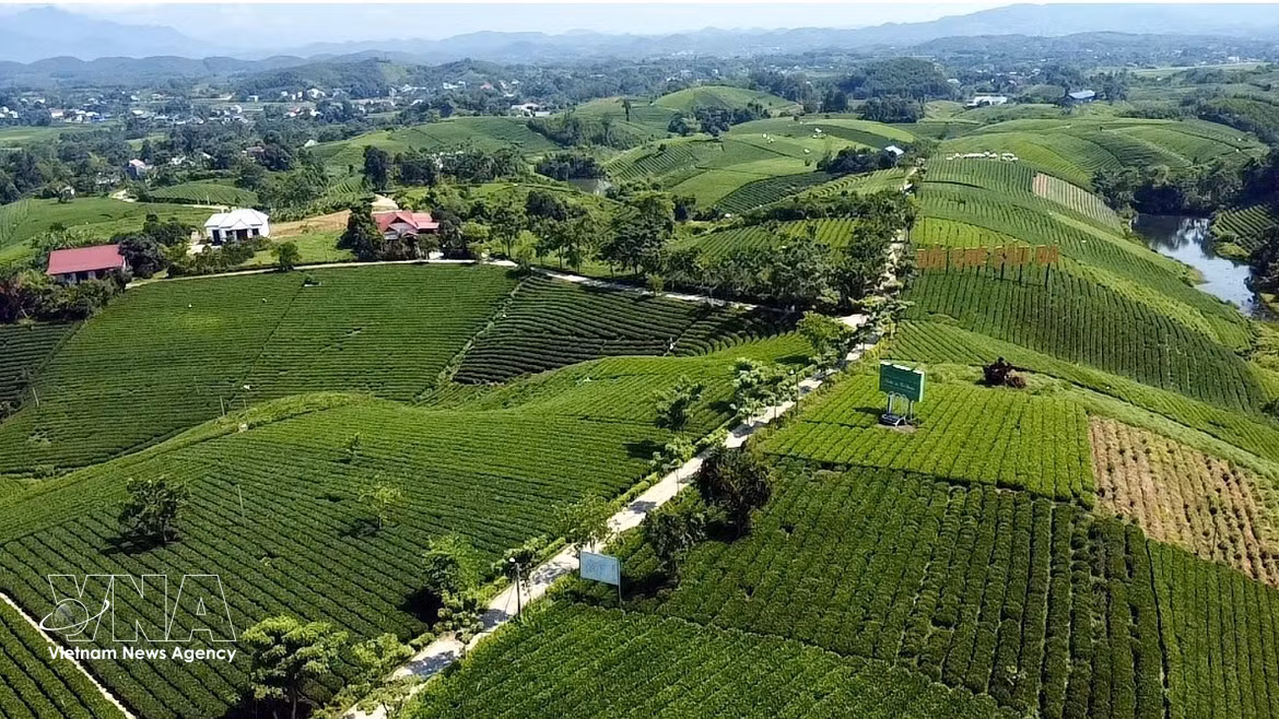 Pintorescas colinas de té en la provincia vietnamita de Thai Nguyen